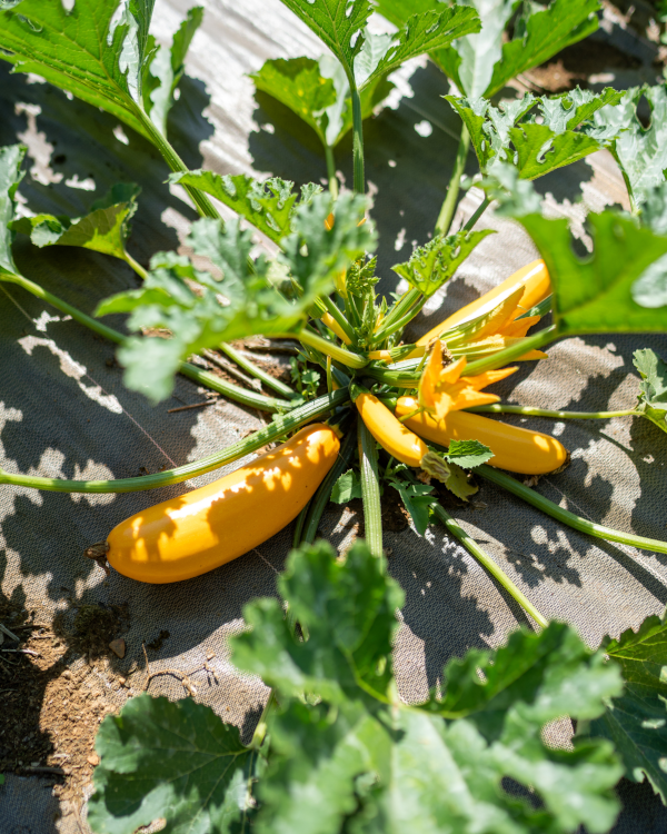 Code Cuisine traiteur - iso 20121