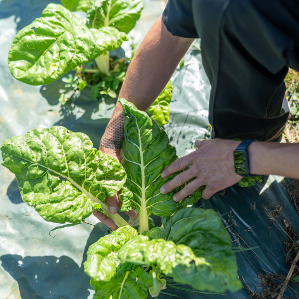 Code Cuisine Traiteur - Produits bio & locaux